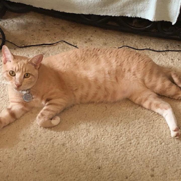 PUMPKIN, a Adoptable mixed breed in League City, TX image 6/6