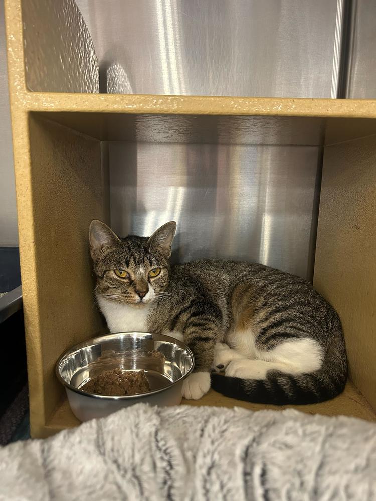 Xena, Adoptable, Young Female Domestic Short Hair.