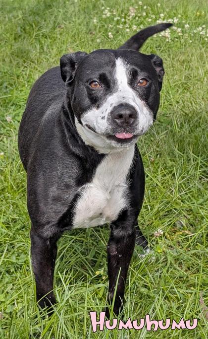 Enlarge Humuhumunukunukukuapua`a, a Adoptable mixed breed in Mason, MI image 1/3