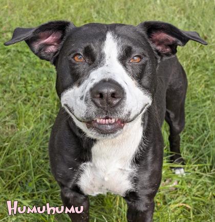 Enlarge Humuhumunukunukukuapua`a, a Adoptable mixed breed in Mason, MI image 2/3