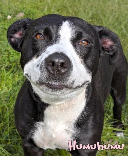 Enlarge Humuhumunukunukukuapua`a, a Adoptable mixed breed in Mason, MI image 3/3