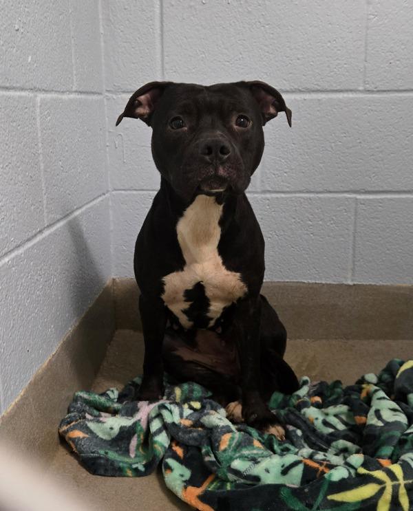 Bubby, Adoptable, Adult Female Pit Bull Terrier.