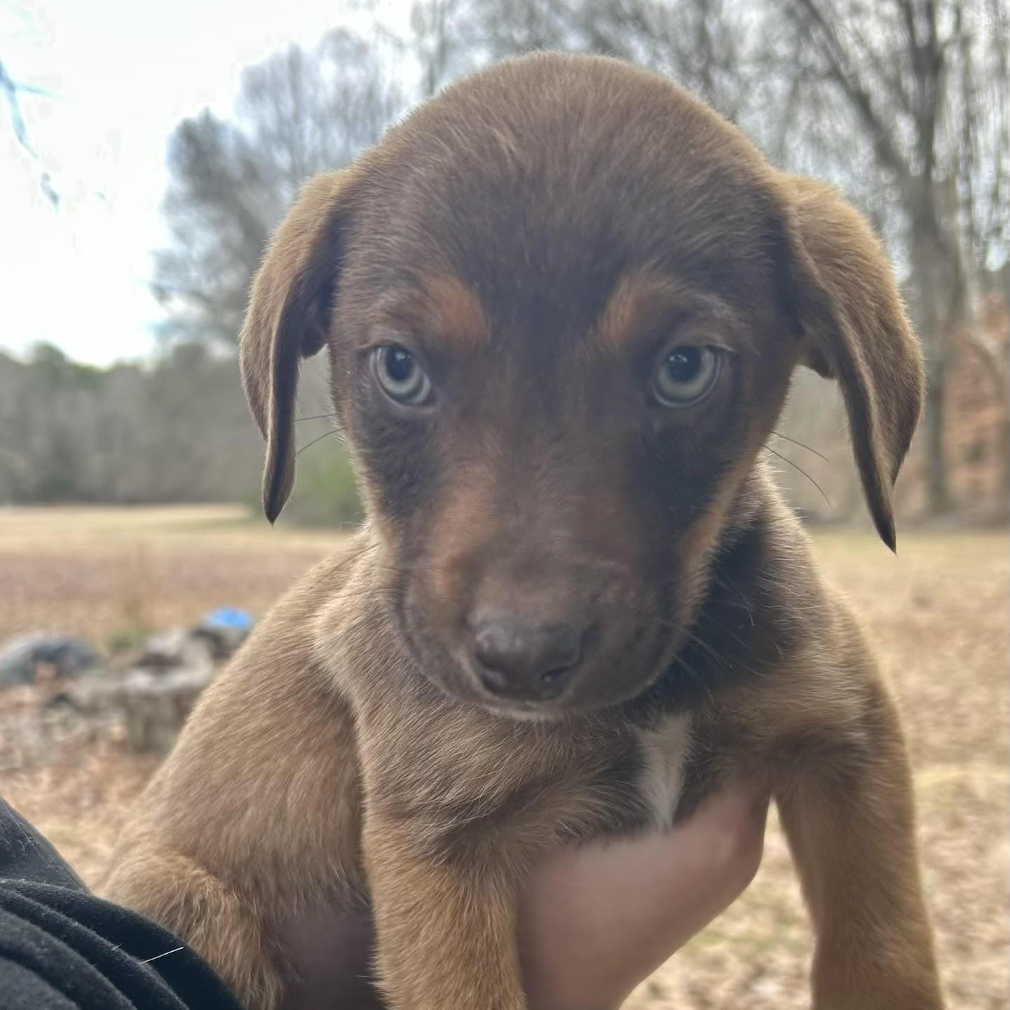 Enlarge Leroy, a ADOPTABLE mixed breed in Water Valley, MS image 1/1