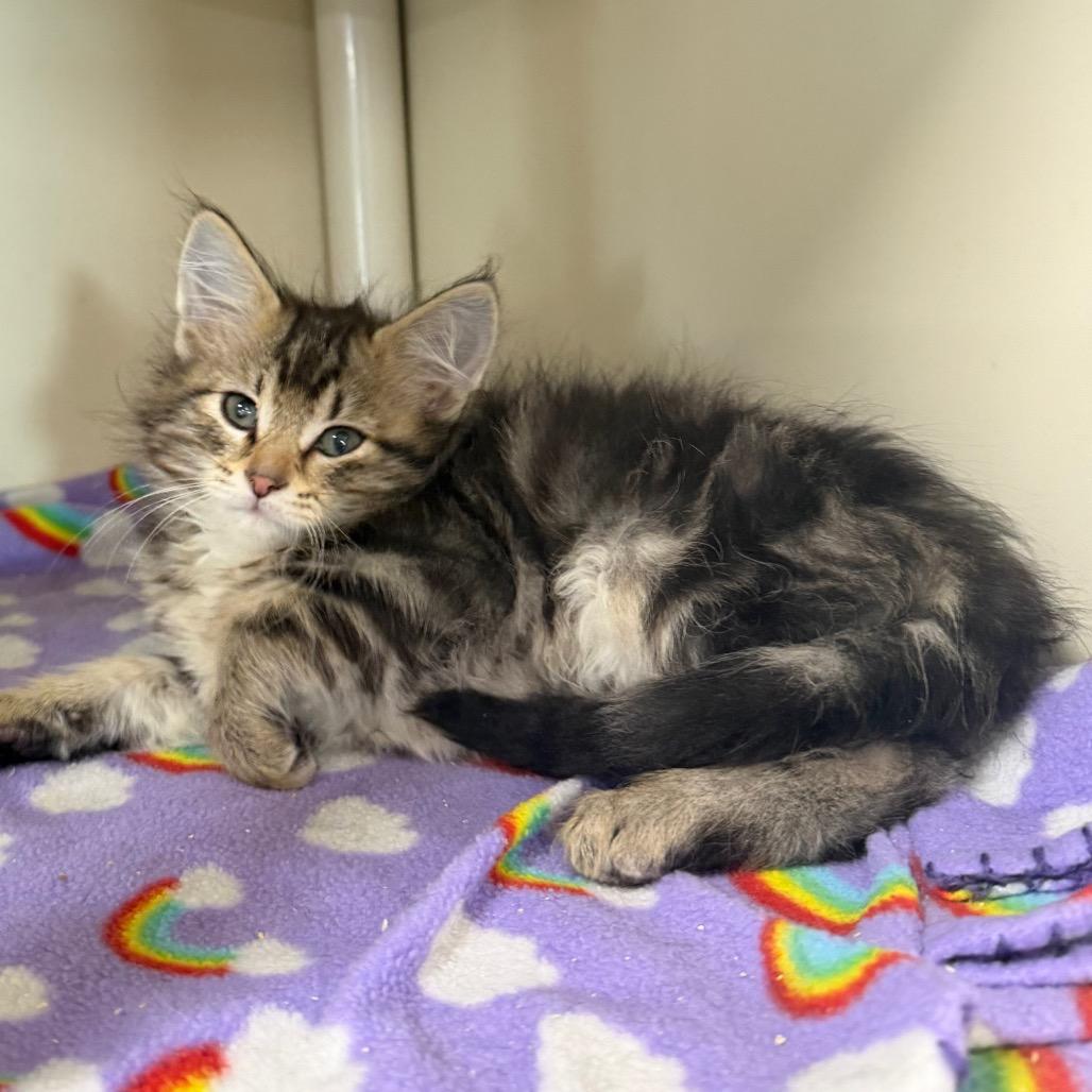 Forky, Adoptable, Kitten Male Domestic Long Hair.