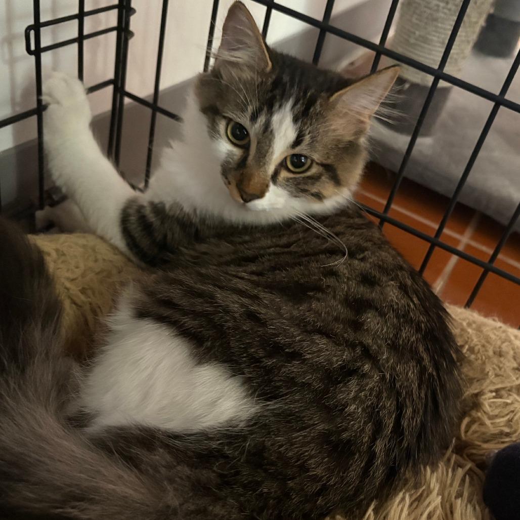 Enlarge Ryder, a Adoptable Domestic Long Hair in Tucson, AZ image 1/2