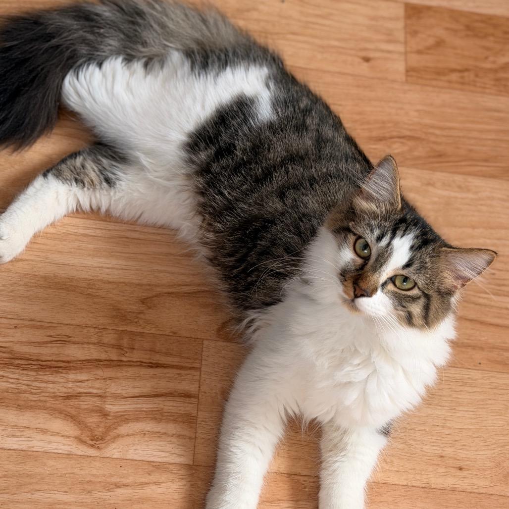 Enlarge Ryder, a Adoptable Domestic Long Hair in Tucson, AZ image 2/2
