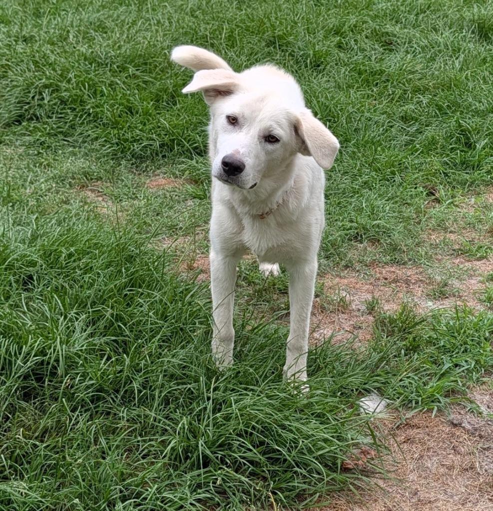 Janet, a Adoptable mixed breed in Seven Points, TX image 3/3