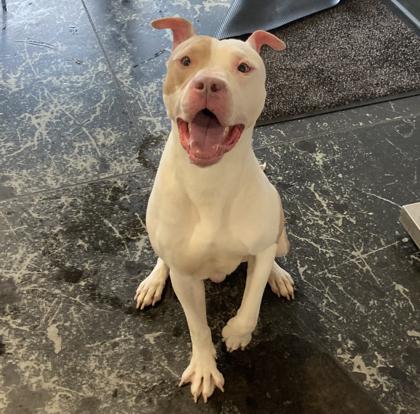 Rex, Adoptable, Adult Male Mixed Breed & Mixed Breed.