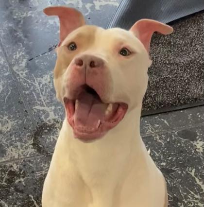 Enlarge Rex, a Adoptable mixed breed in Cincinnati, OH image 2/2