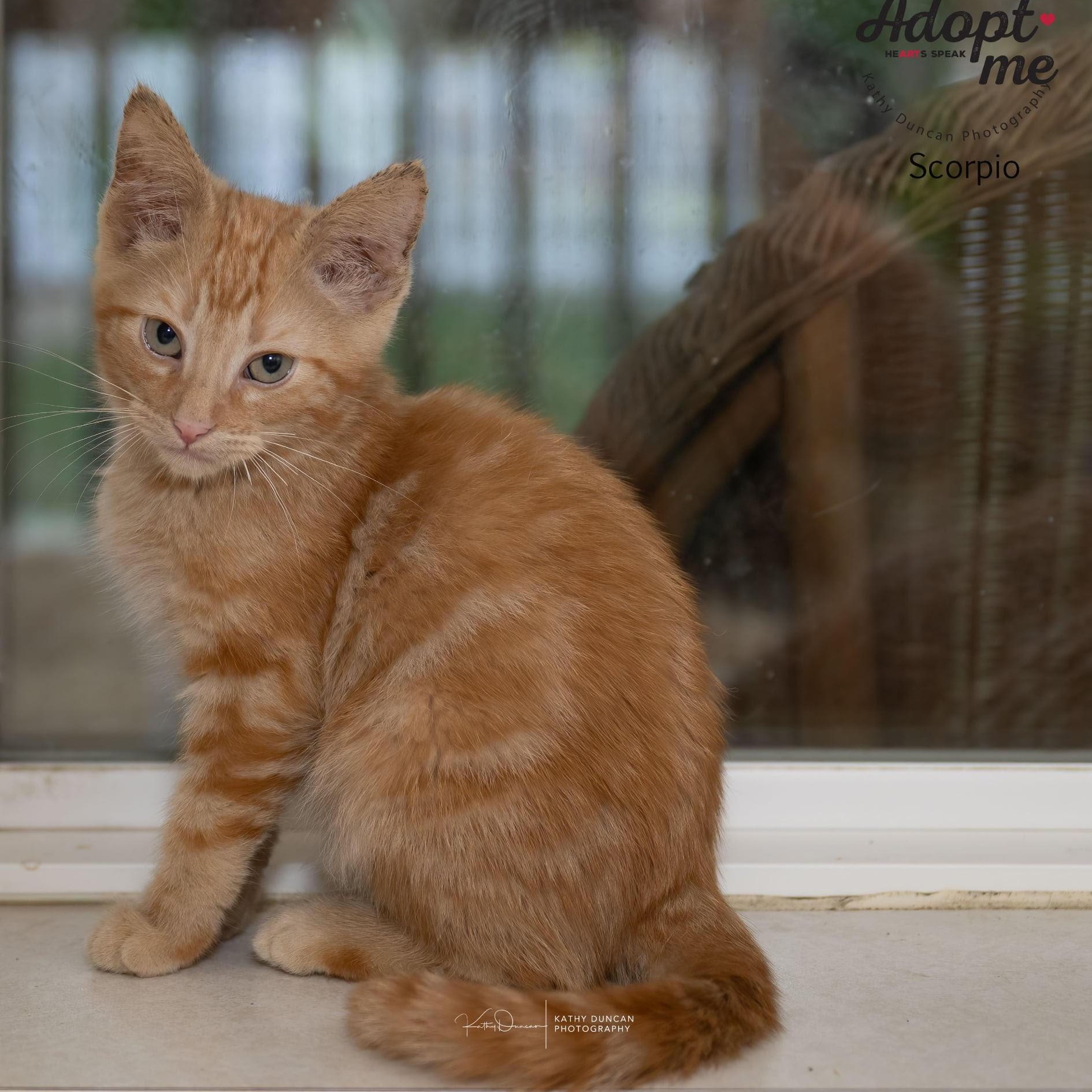 Scorpio, Adoptable, Kitten Male Domestic Short Hair.