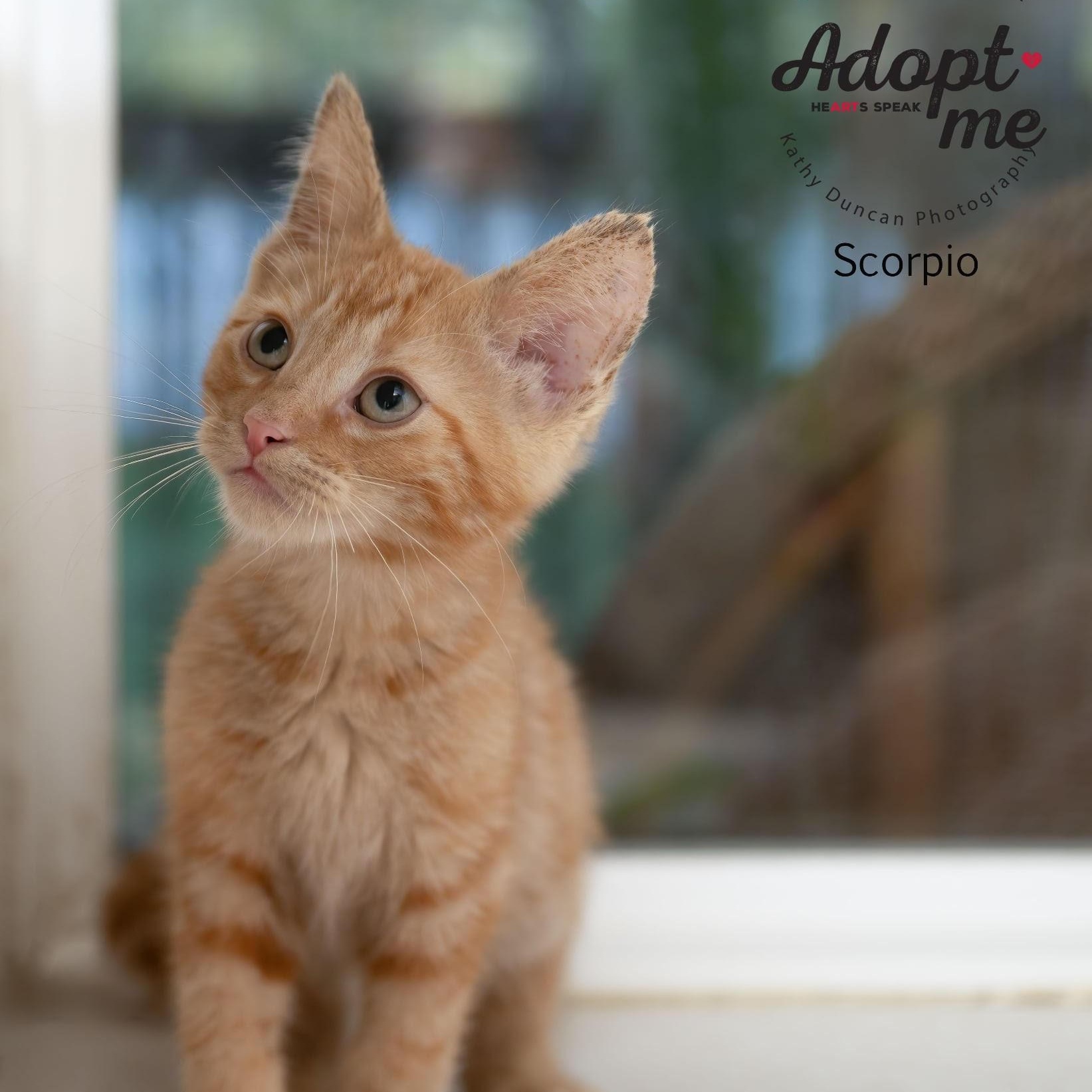 Scorpio, a Adoptable Domestic Short Hair in Manchester, MO image 2/3