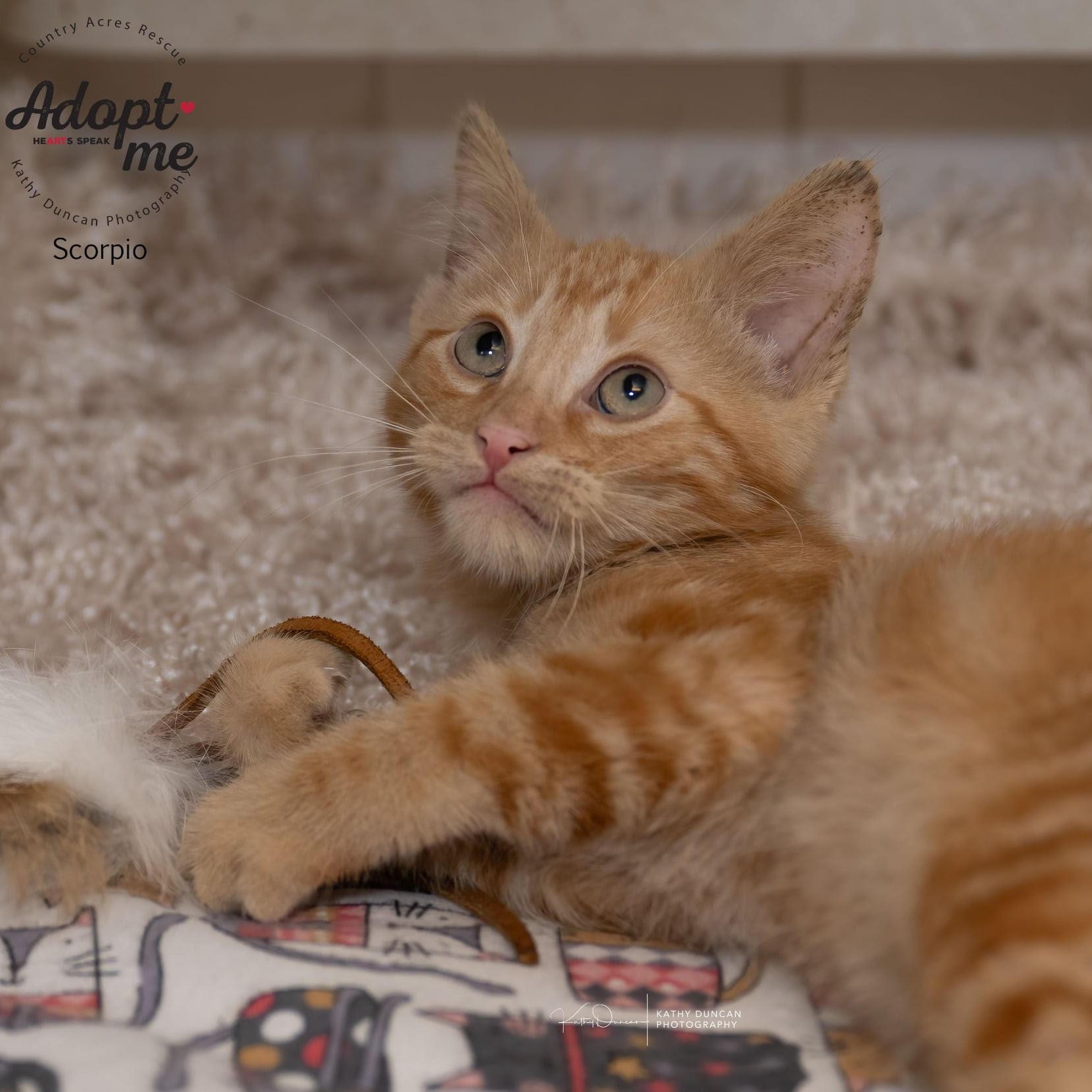 Scorpio, a Adoptable Domestic Short Hair in Manchester, MO image 3/3