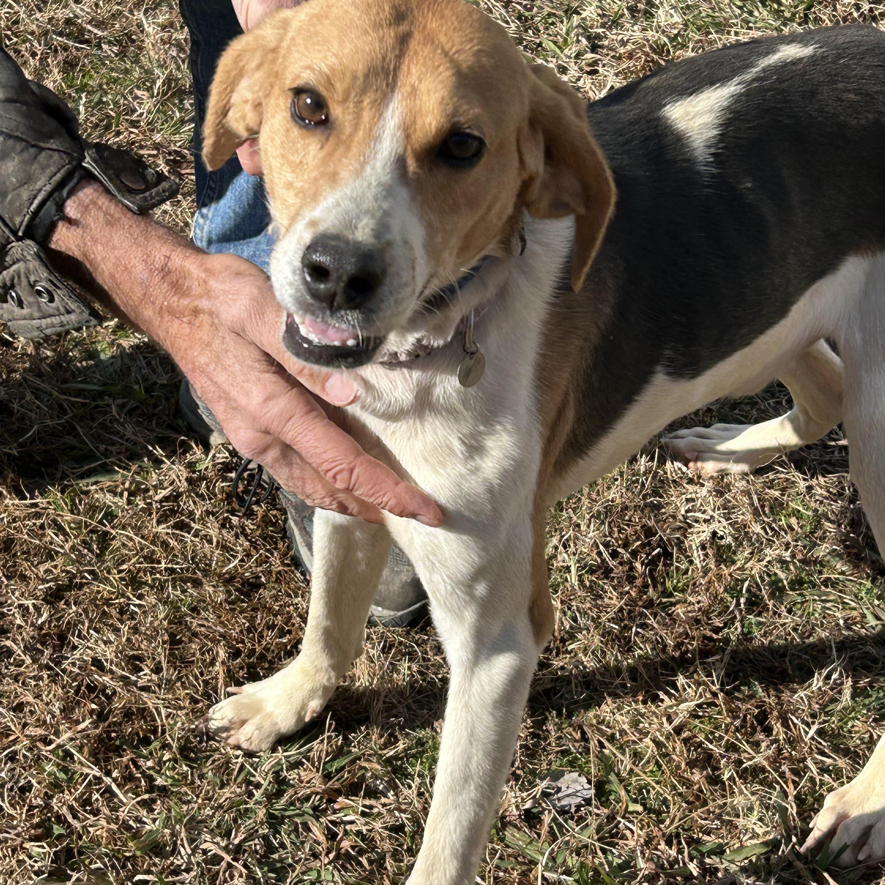 Buck, adopted, Adult Male Hound.