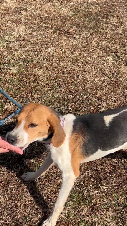 Enlarge Buck, an adopted Hound in Charles City, VA video 3/3