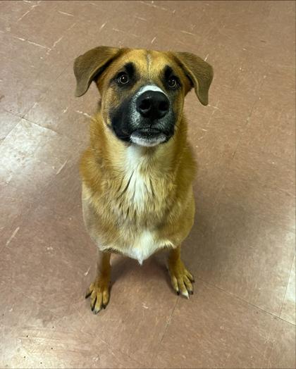 Mac, a Adoptable mixed breed in Rapid City, SD image 3/3
