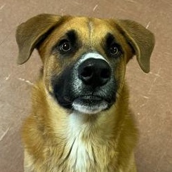 Mac, a Adoptable mixed breed in Rapid City, SD image 1/3