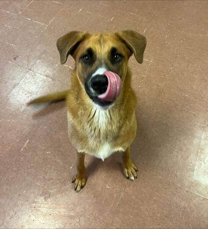 Mac, a Adoptable mixed breed in Rapid City, SD image 2/3