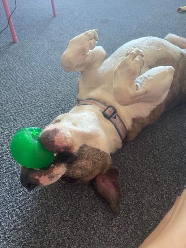 Gary, Adoptable, Adult Male American Bulldog.