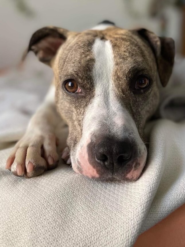 Gary, Adult Male American Bulldog