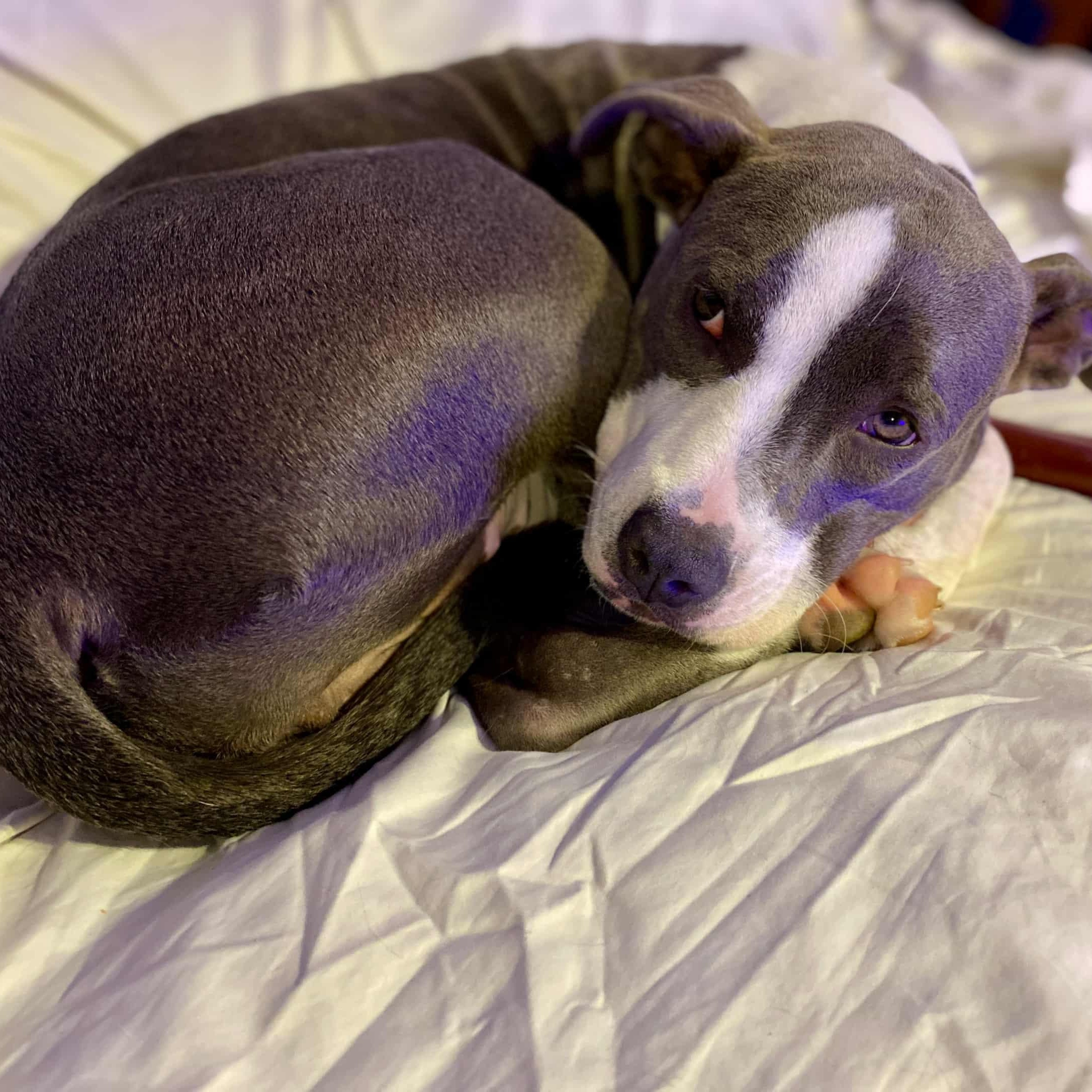 Enlarge Bonnie, a Adoptable mixed breed in Schenectady, NY image 1/6