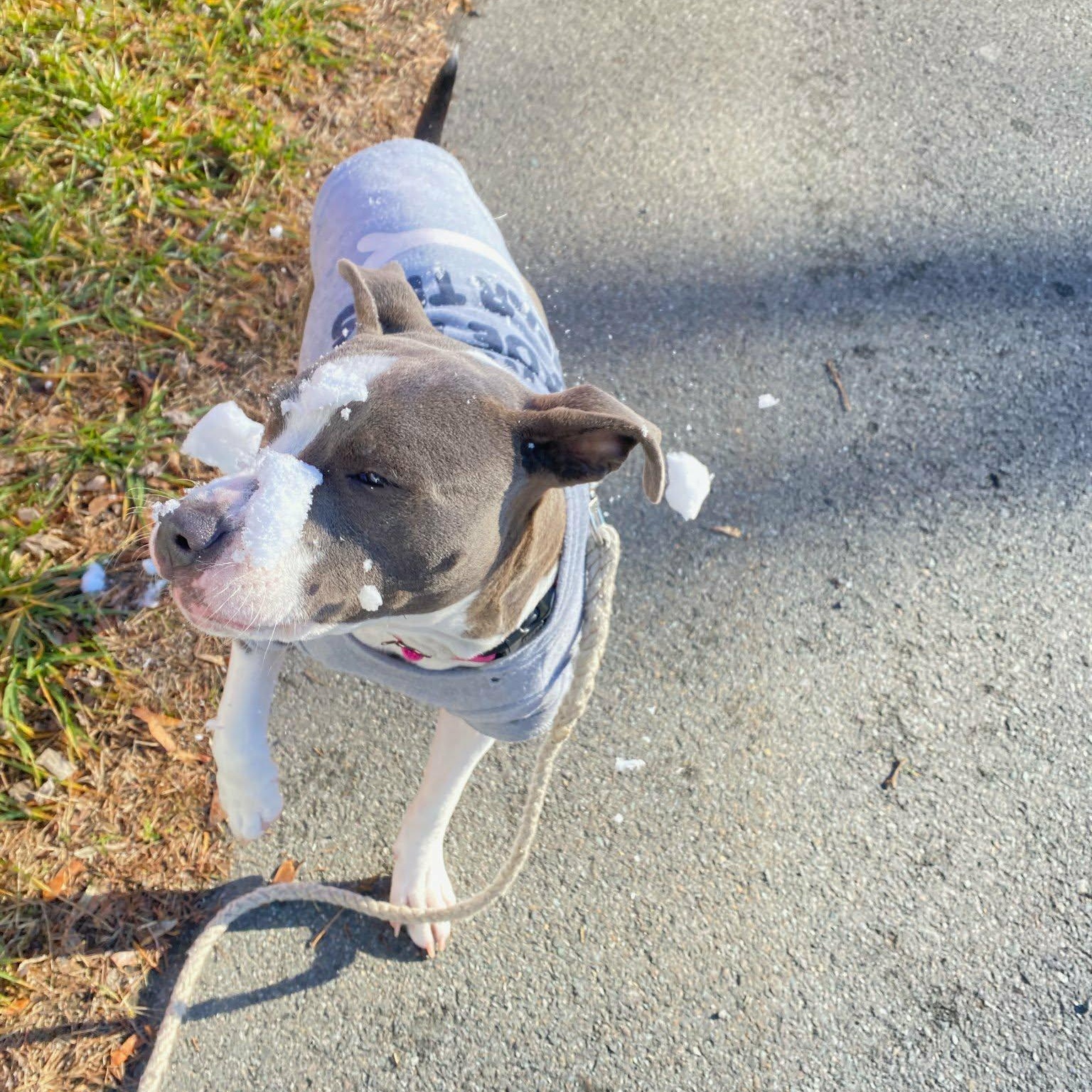 Enlarge Bonnie, a Adoptable mixed breed in Schenectady, NY image 2/6