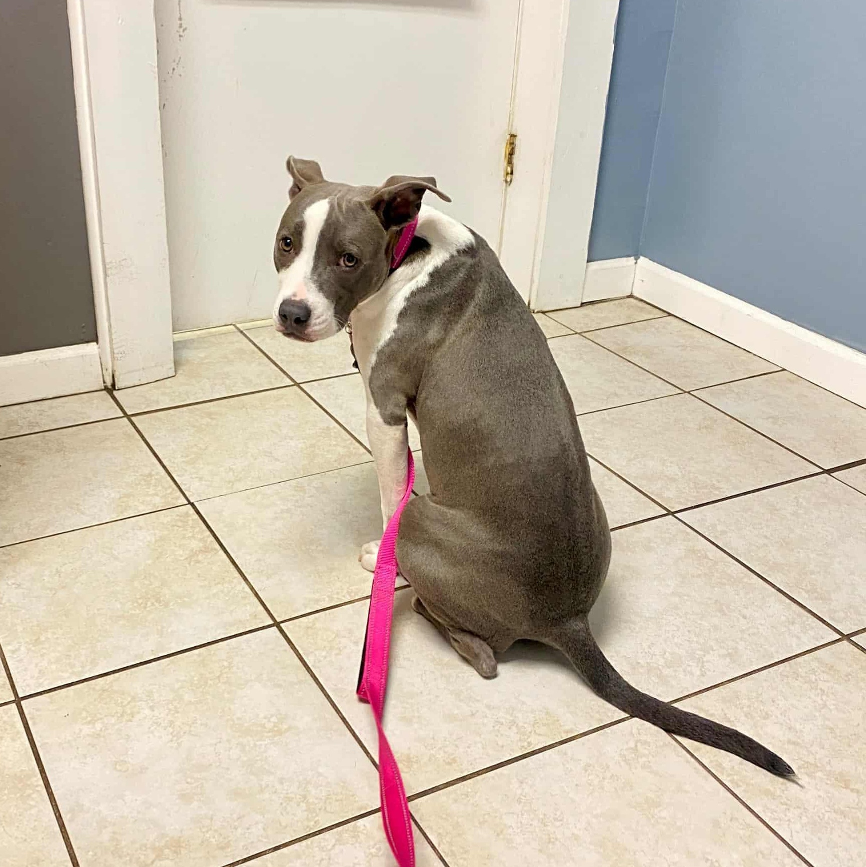 Enlarge Bonnie, a Adoptable mixed breed in Schenectady, NY image 5/6