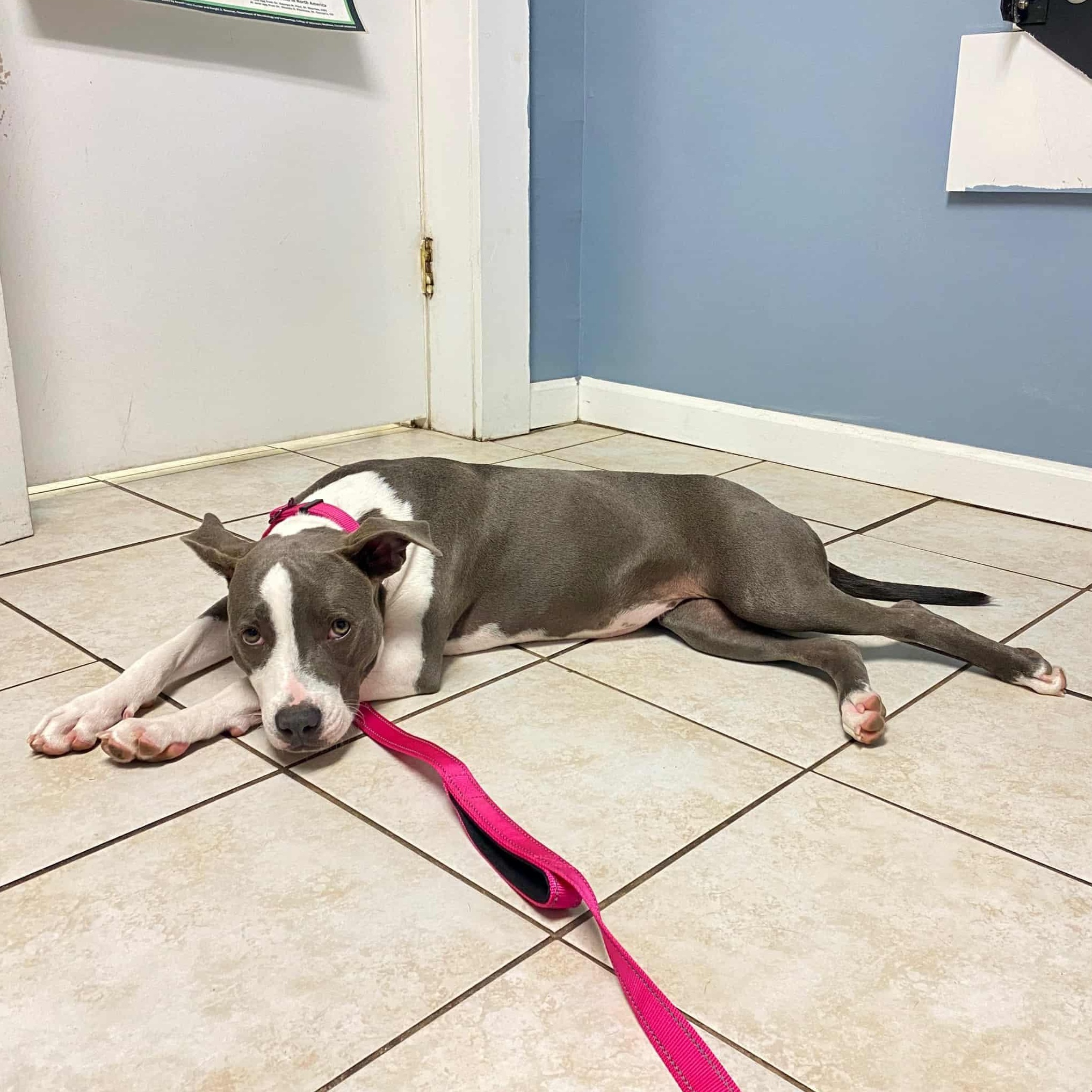 Enlarge Bonnie, a Adoptable mixed breed in Schenectady, NY image 6/6