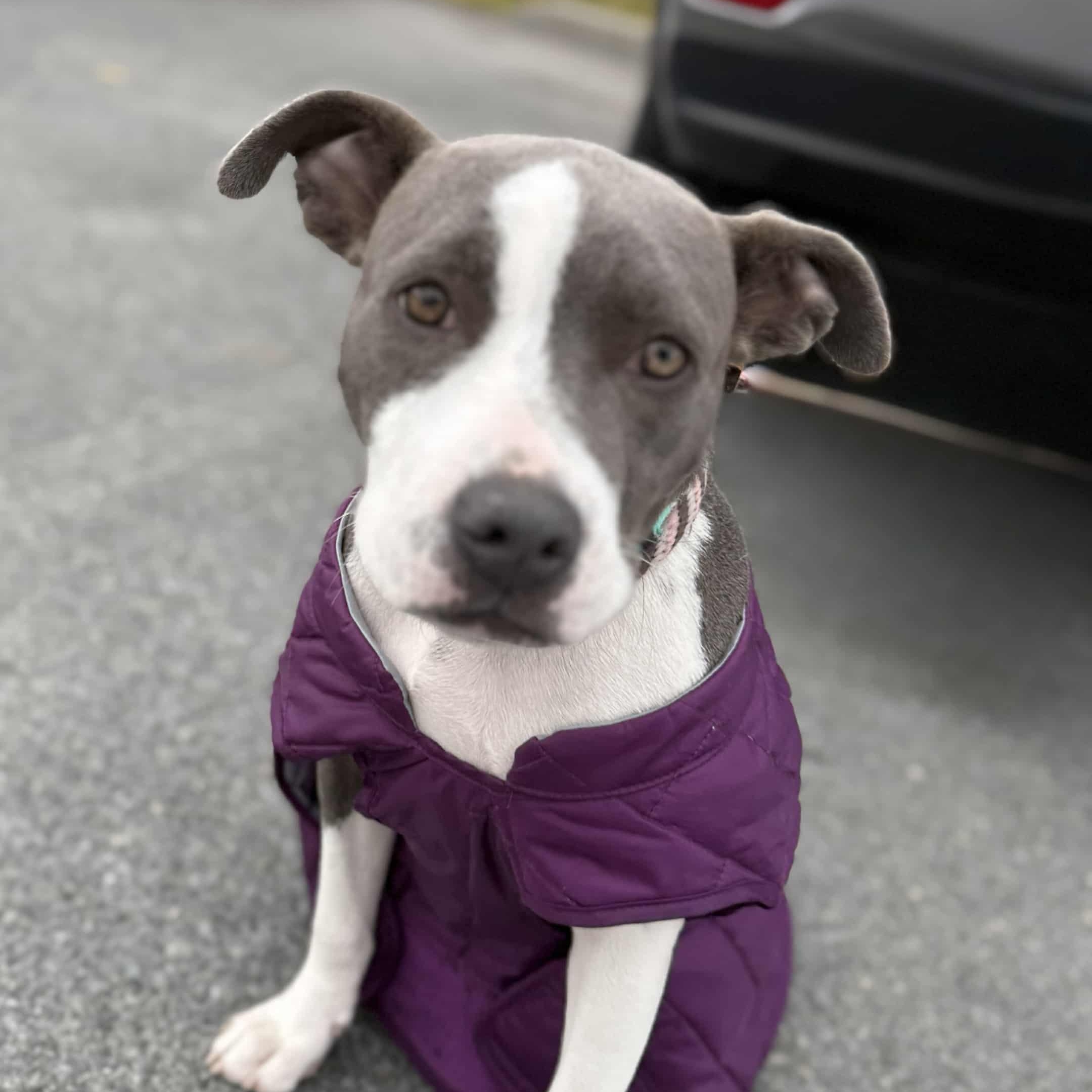 Enlarge Bonnie, a Adoptable mixed breed in Schenectady, NY image 3/6