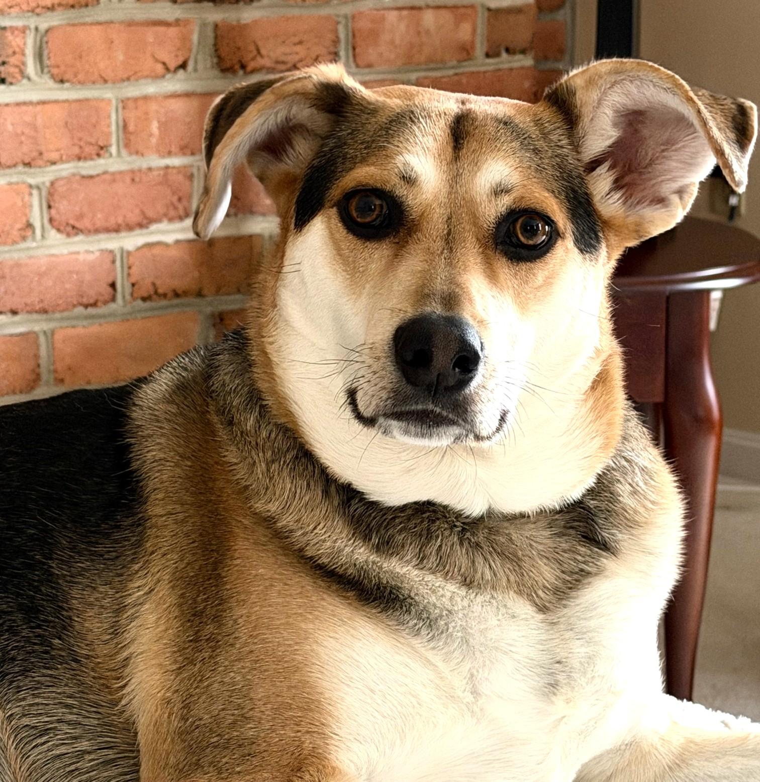 Sophie-Available (Courtesy Post) , adoptable, Adult Female Shepherd & Airedale Terrier.