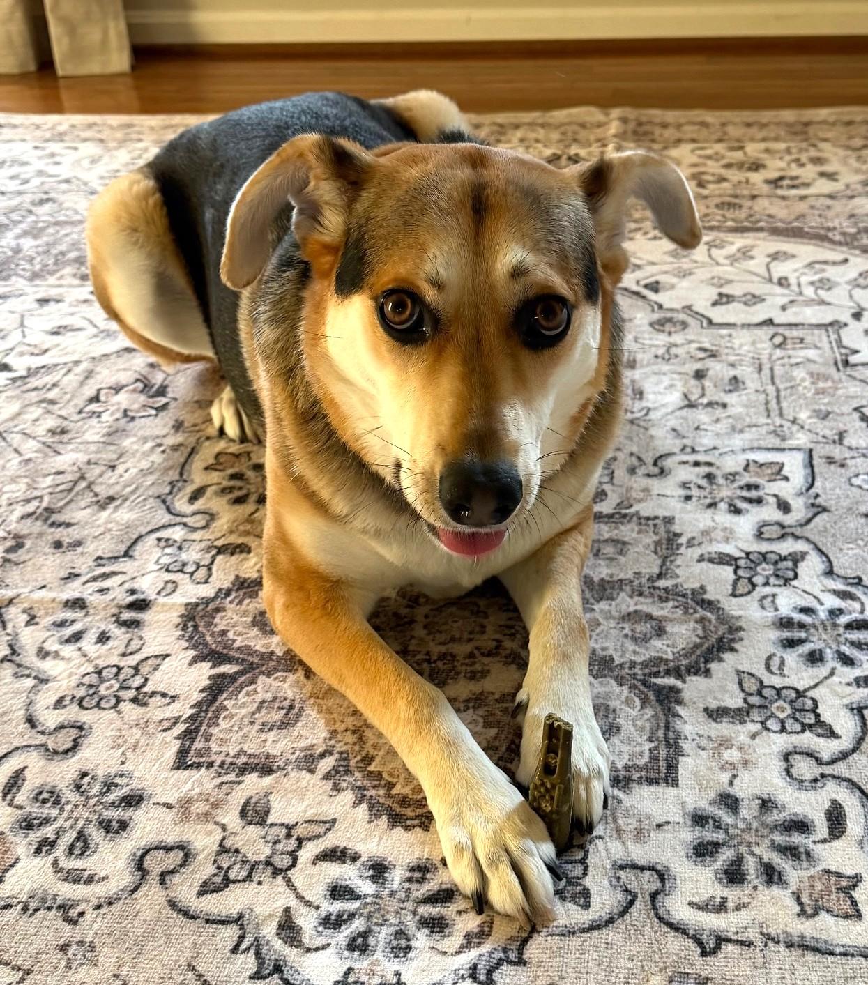 Enlarge Sophie-Available (Courtesy Post) , an adoptable mixed breed in Frederick, MD image 2/4