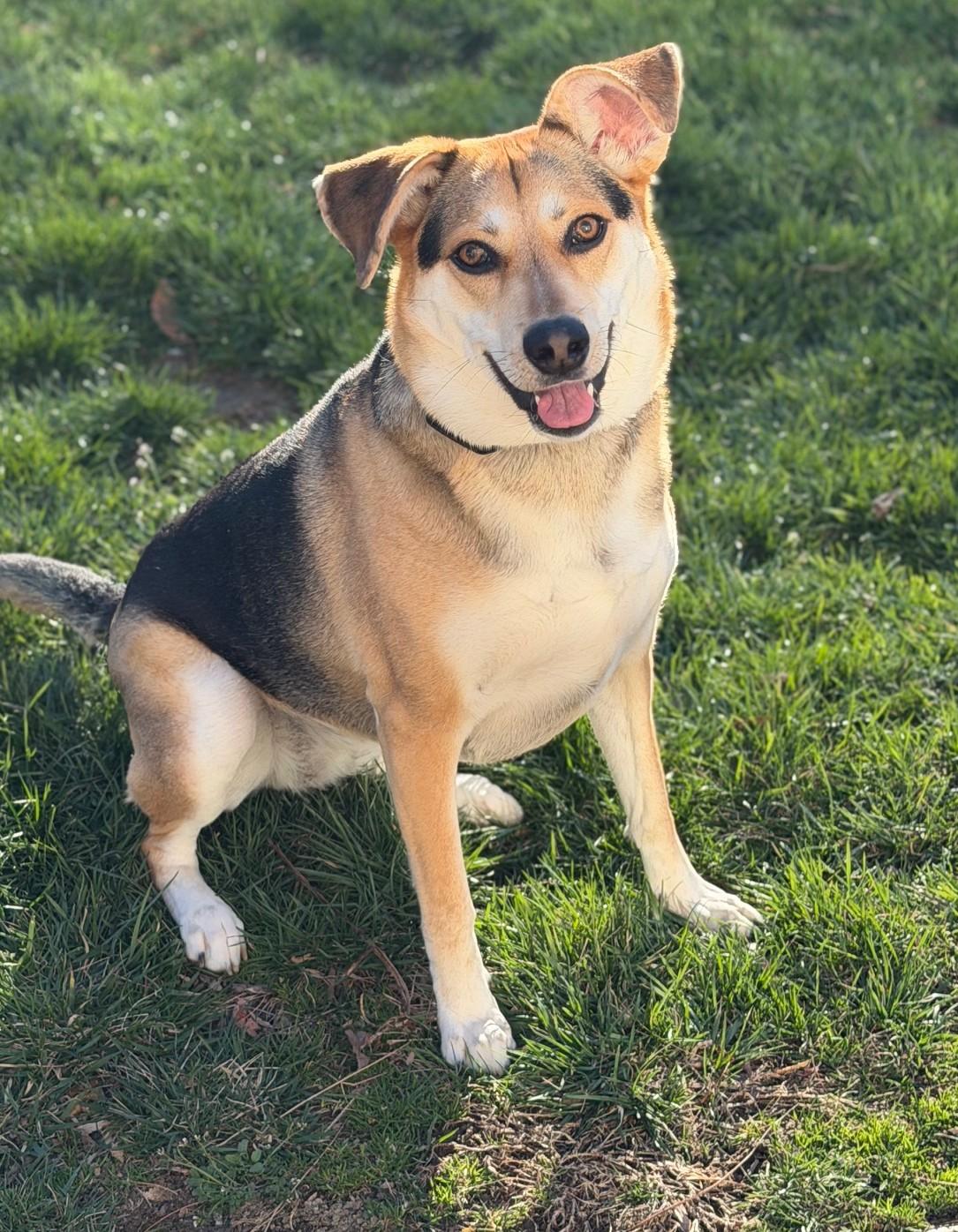 Enlarge Sophie-Available (Courtesy Post) , an adoptable mixed breed in Frederick, MD image 3/4