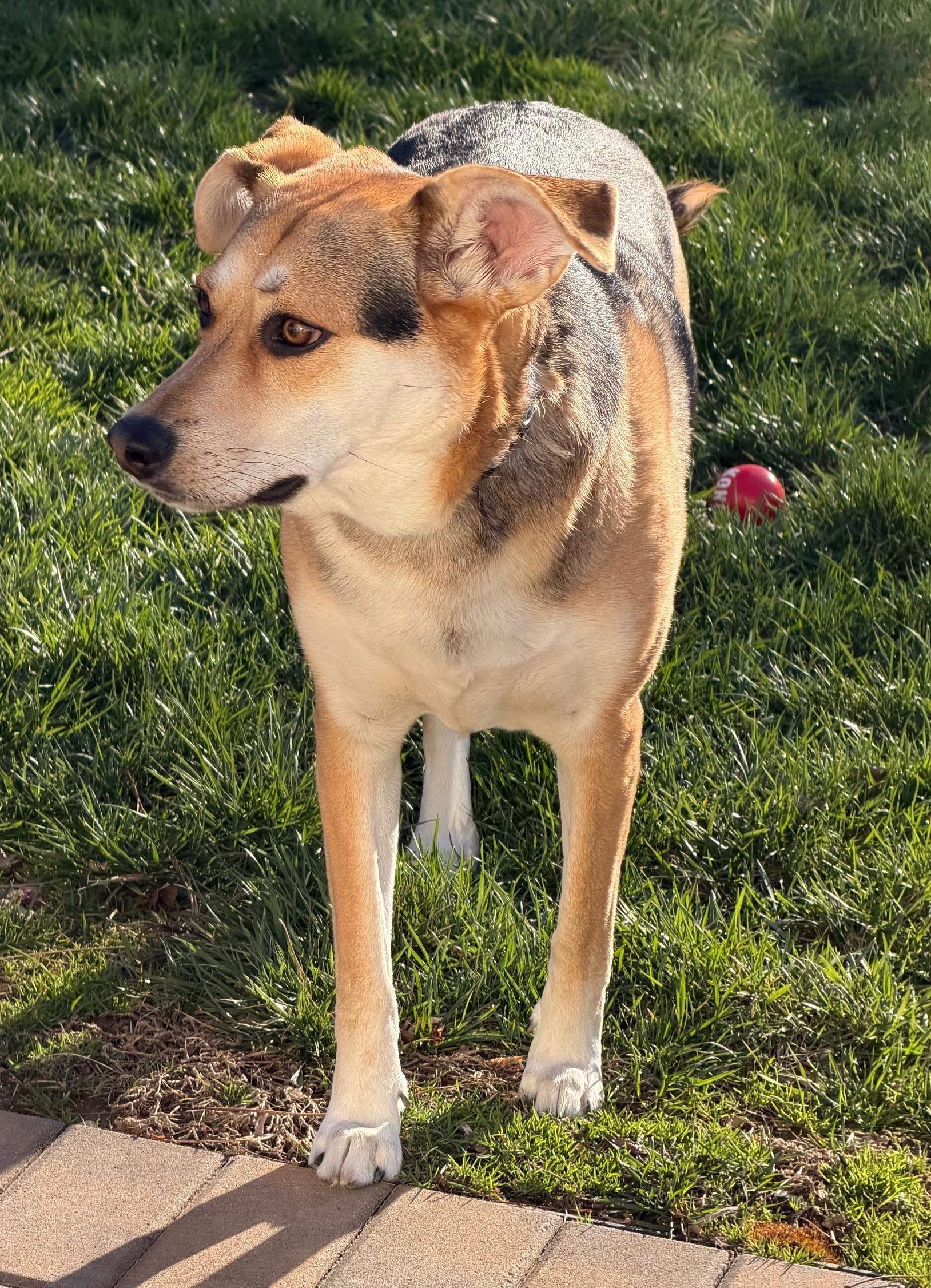 Enlarge Sophie-Available (Courtesy Post) , an adoptable mixed breed in Frederick, MD image 4/4
