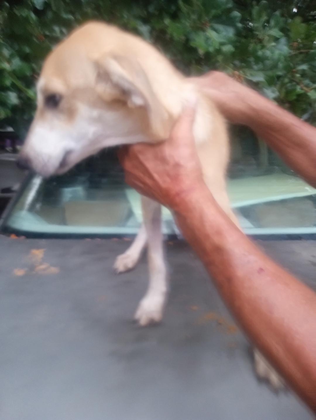 Khaleesi, Adoptable, Young Female Chihuahua.