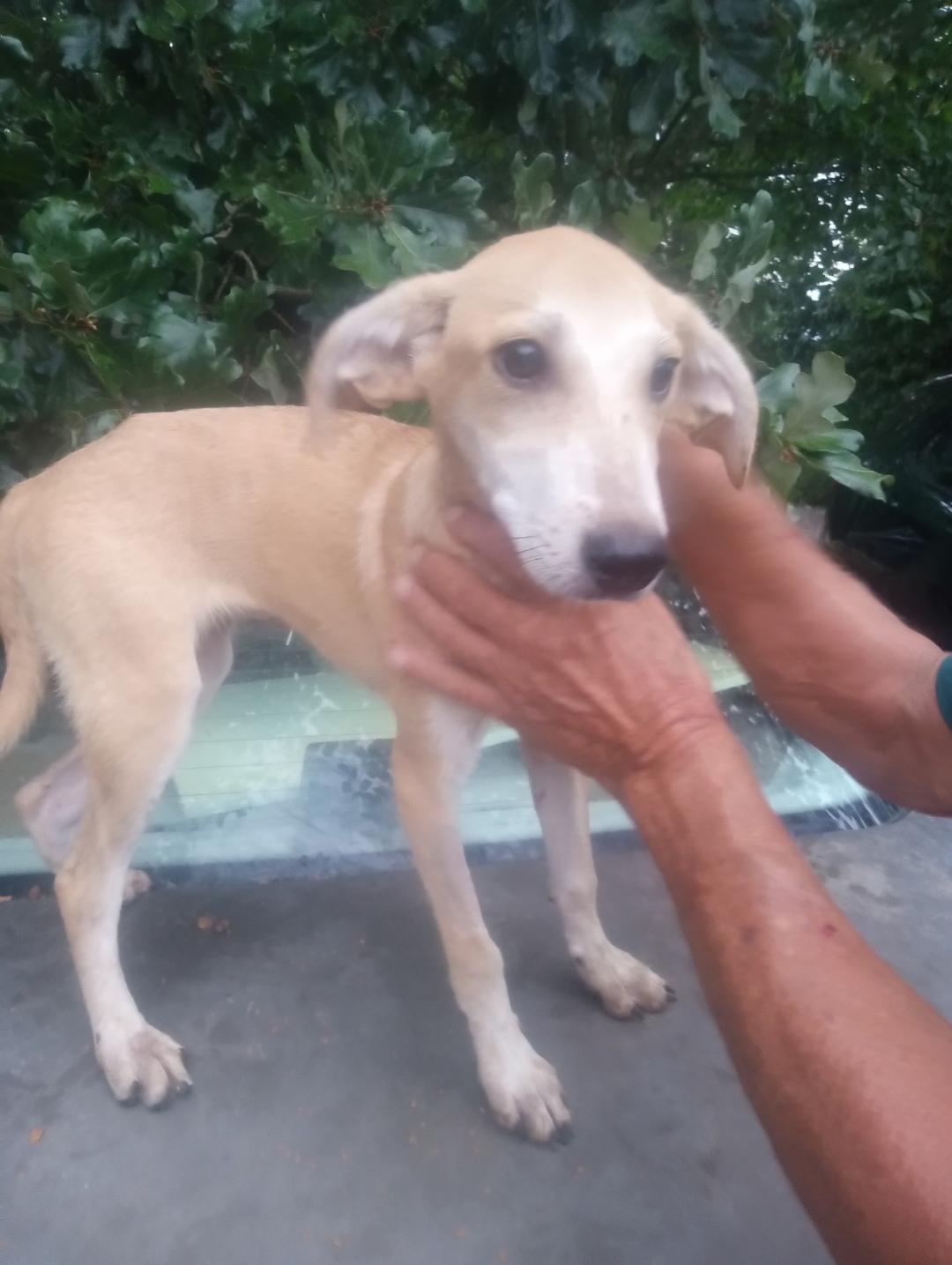 Khaleesi, a Adoptable mixed breed in Mena, AR image 2/3