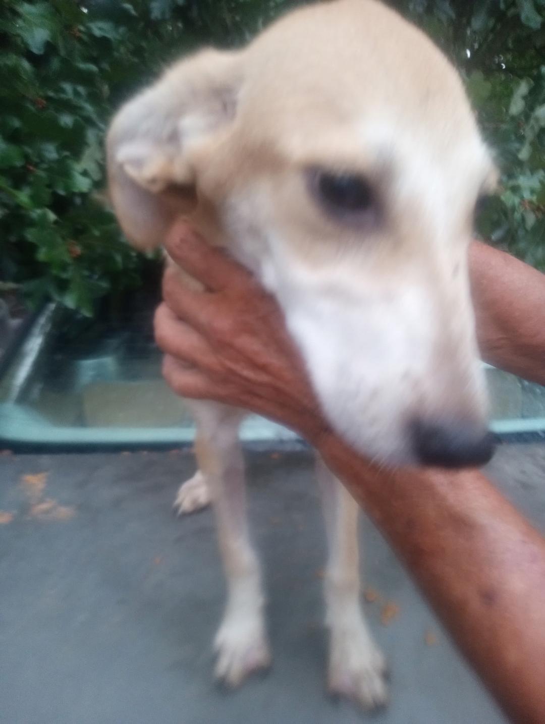 Khaleesi, a Adoptable mixed breed in Mena, AR image 3/3