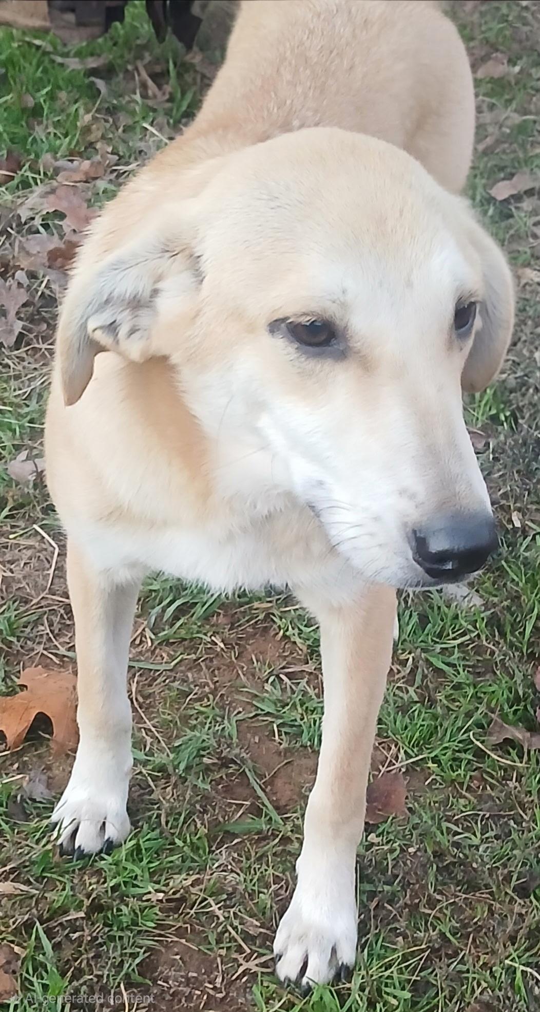 Enlarge Khaleesi, an adoptable mixed breed in Mena, AR image 1/1