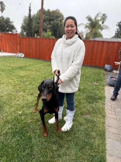 Enlarge Chip, a ADOPTABLE Doberman Pinscher in Bay Point, CA image 2/4