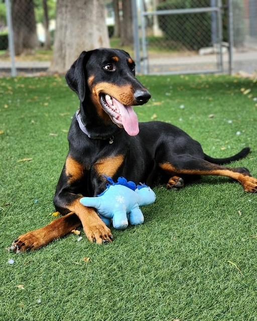 Enlarge Chip, a ADOPTABLE Doberman Pinscher in Bay Point, CA image 1/4