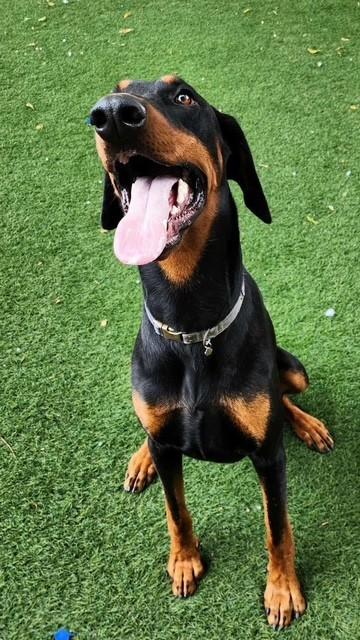 Enlarge Chip, a ADOPTABLE Doberman Pinscher in Bay Point, CA image 3/4
