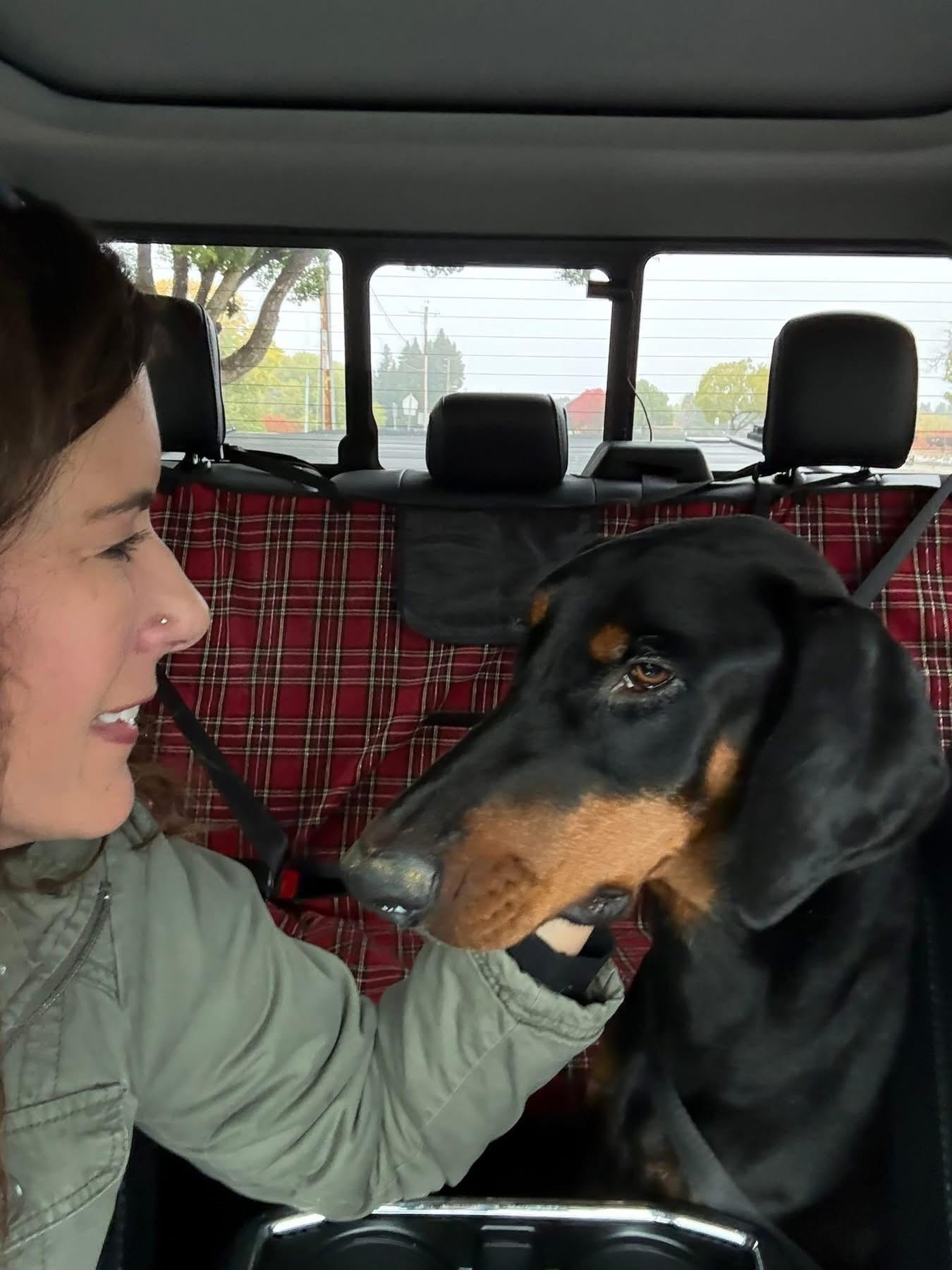 Enlarge Chip, a ADOPTABLE Doberman Pinscher in Bay Point, CA image 4/4