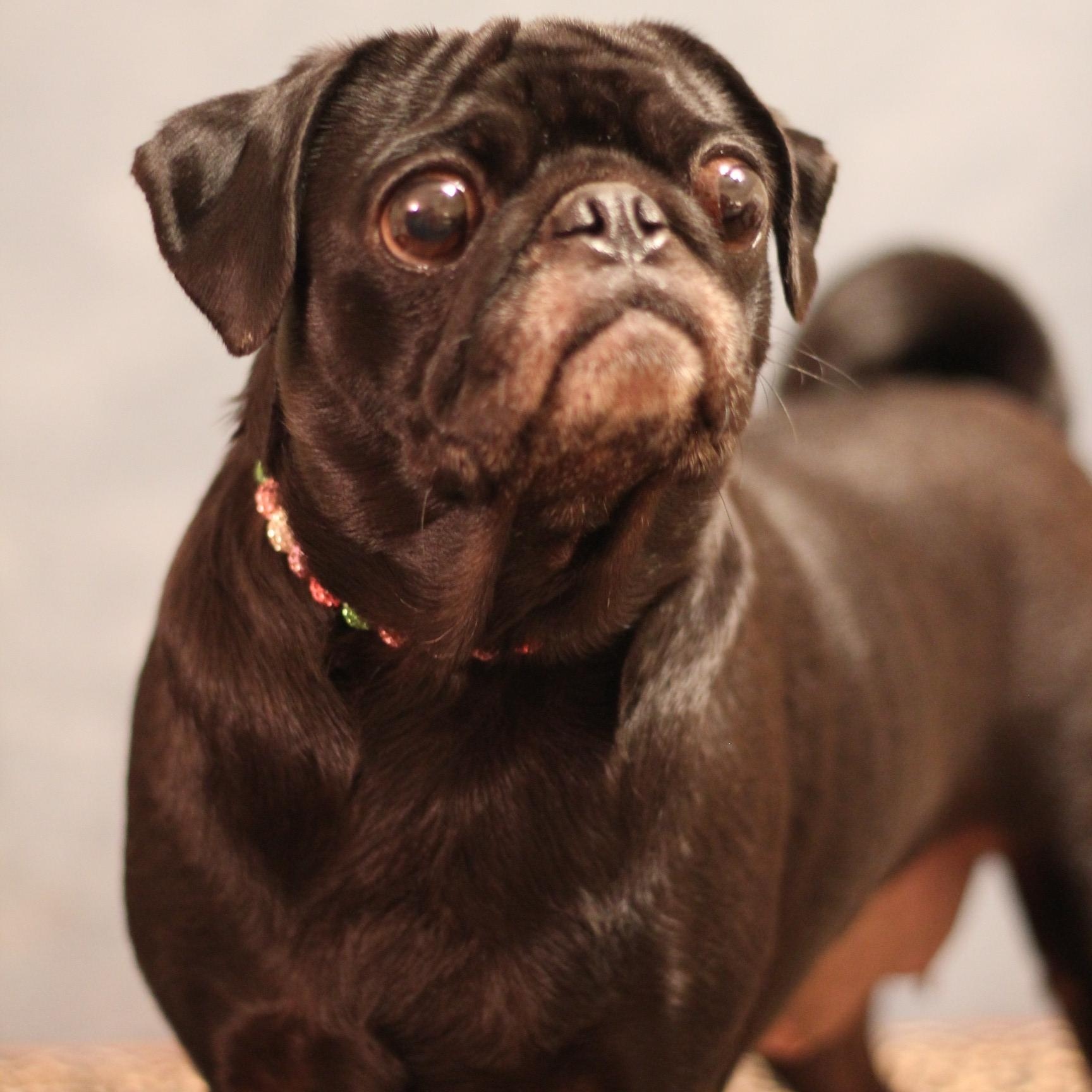 Enlarge Snort, an adopted Pug in Yukon, OK image 4/4