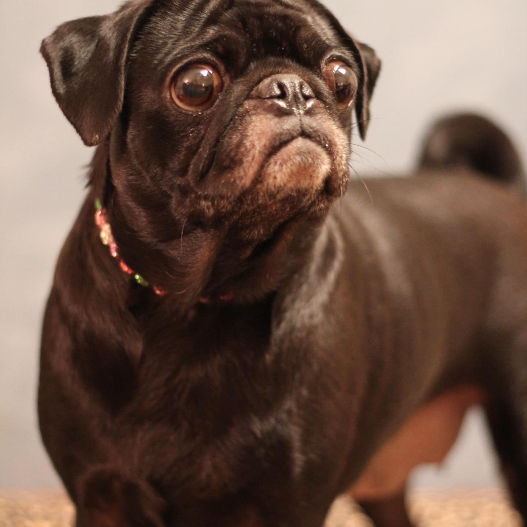Enlarge Snort, an adopted Pug in Yukon, OK image 3/4