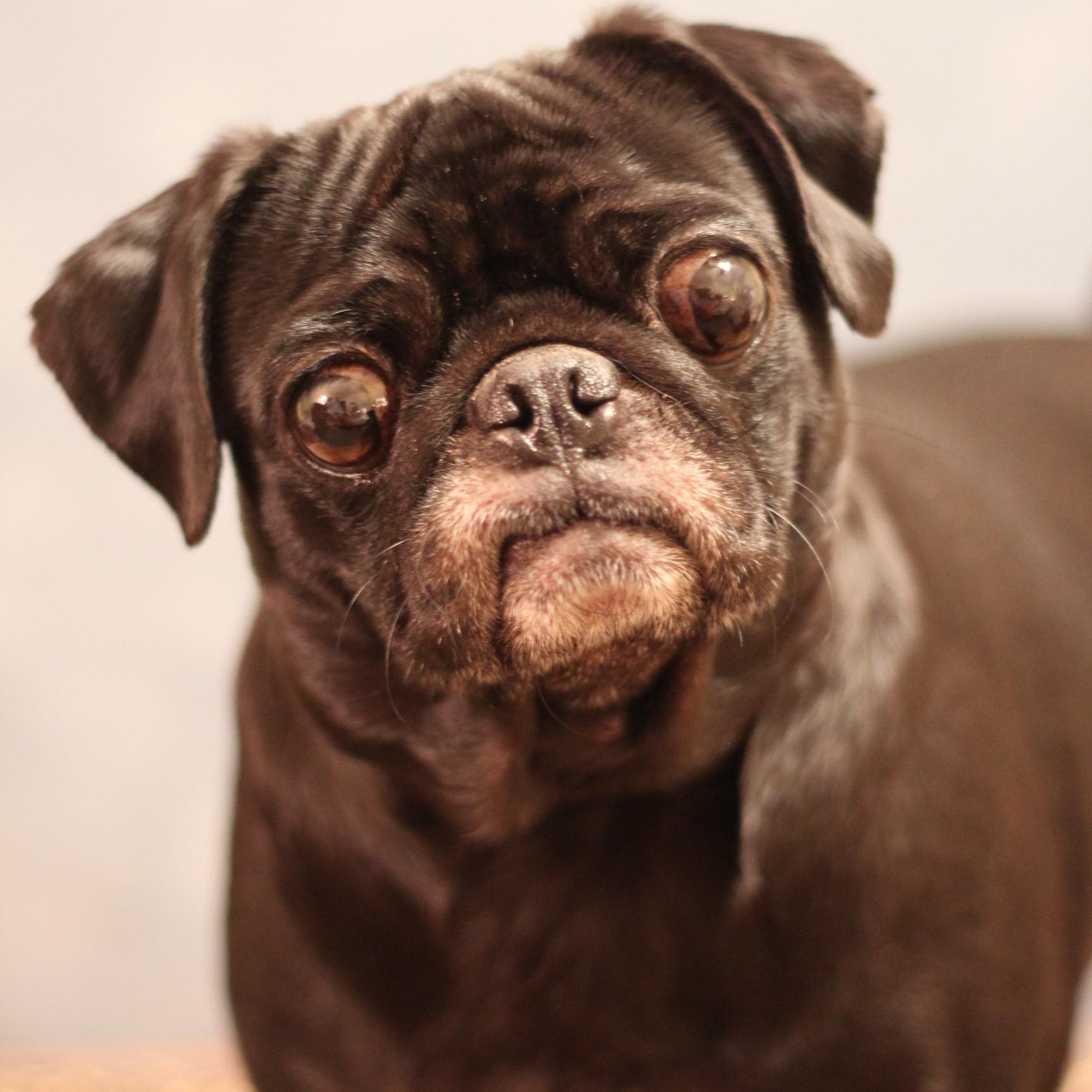 Snort, adopted, Adult Female Pug.