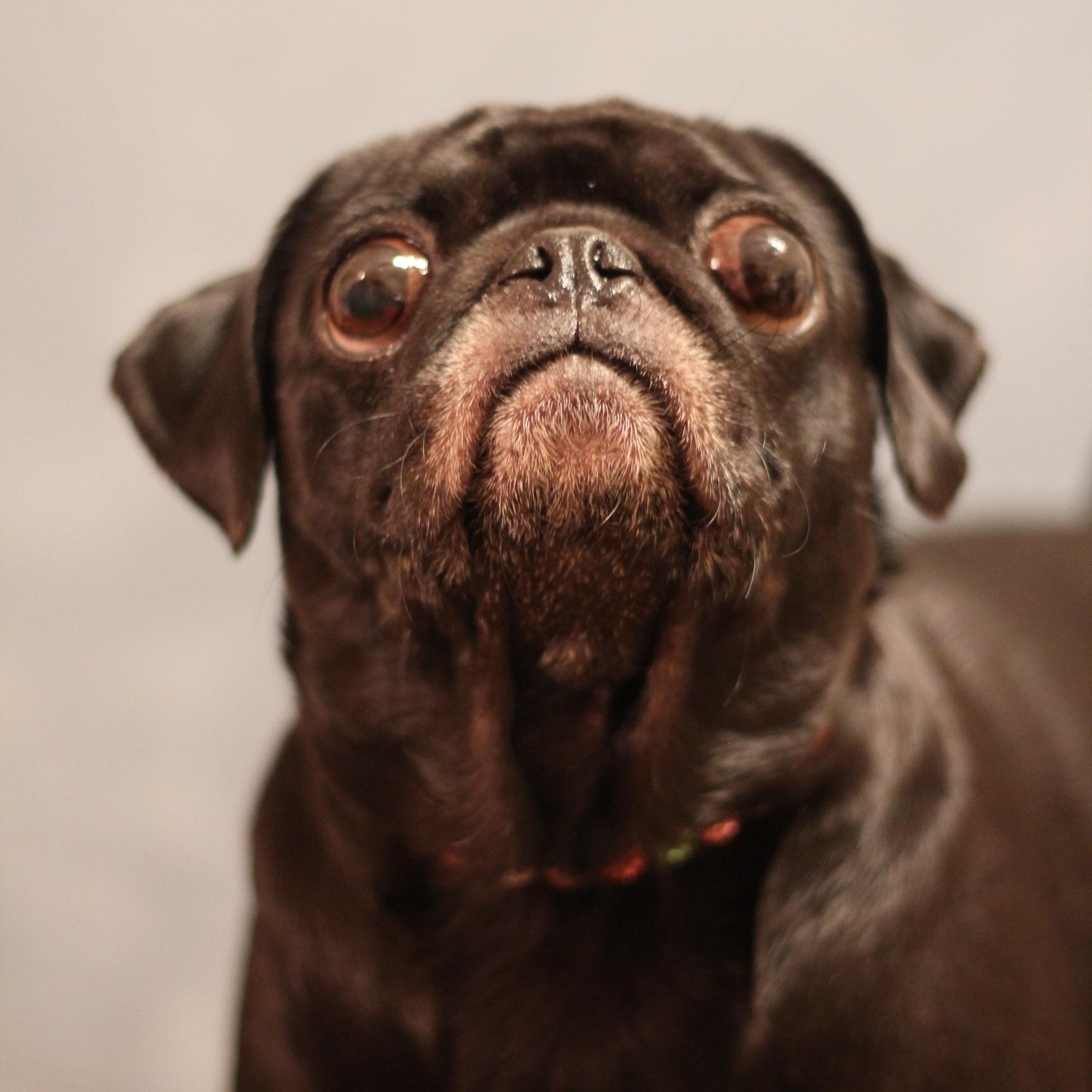 Enlarge Snort, an adopted Pug in Yukon, OK image 2/4