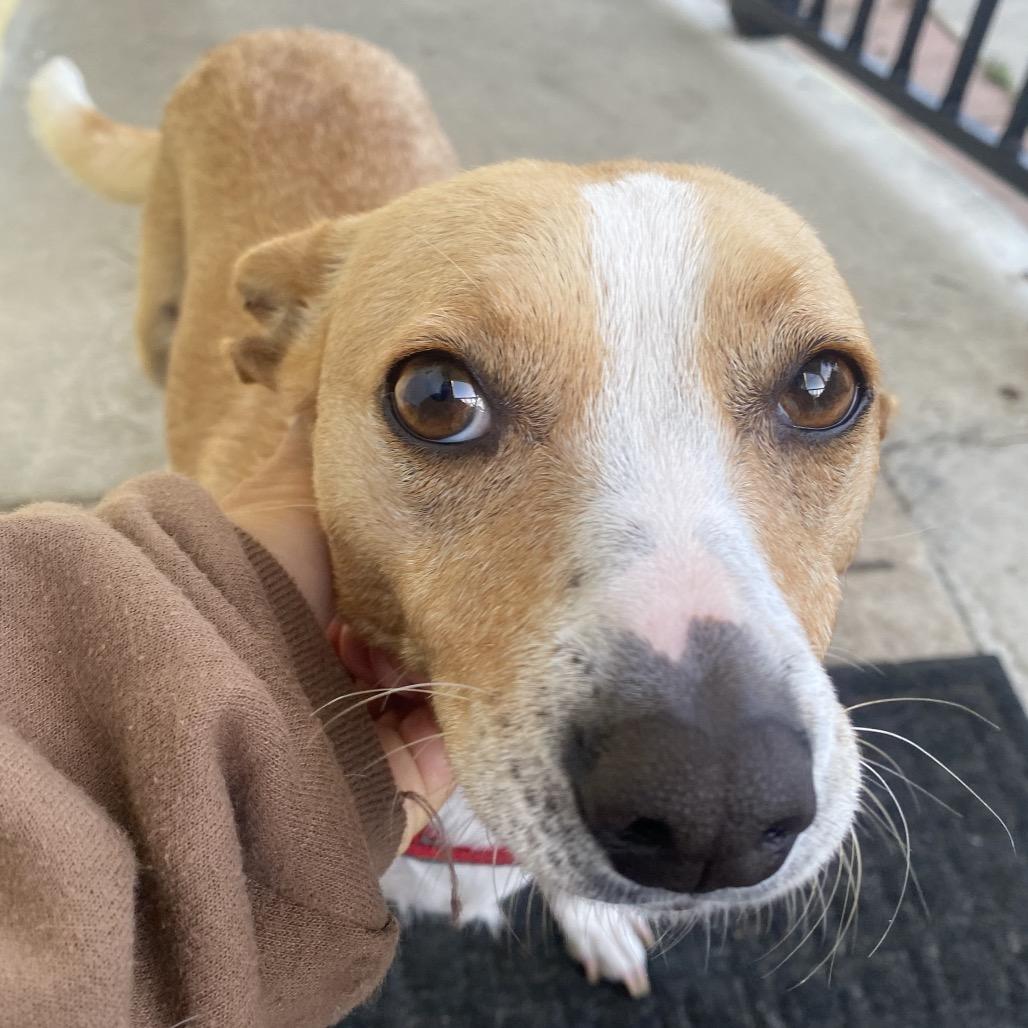 Aria, Adoptable, Adult Female Beagle & Terrier.