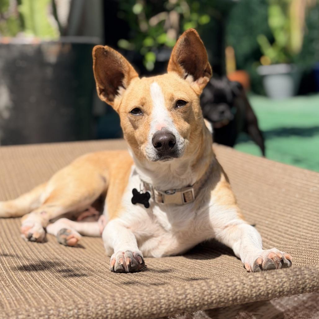Aria, Adoptable, Adult Female Cardigan Welsh Corgi & Terrier.