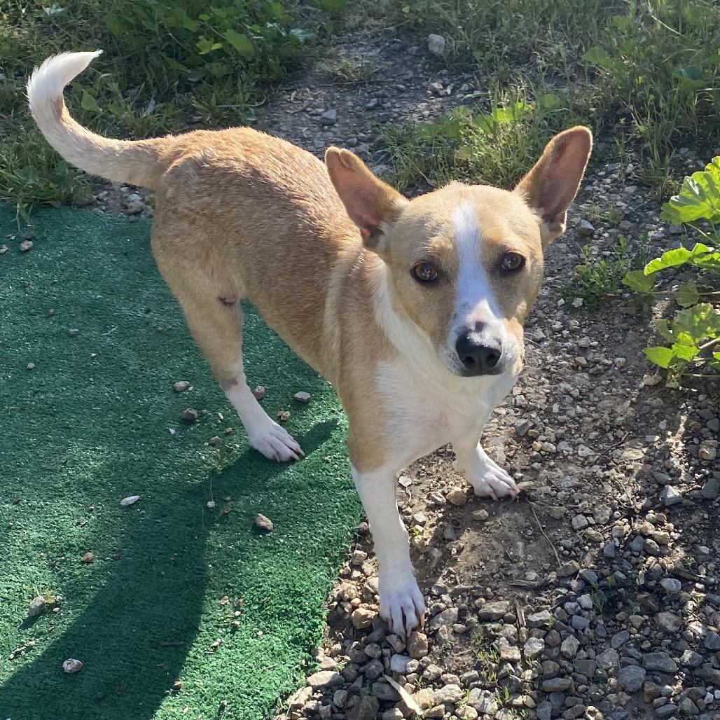 Enlarge Aria, a Adoptable mixed breed in Escondido, CA image 2/6