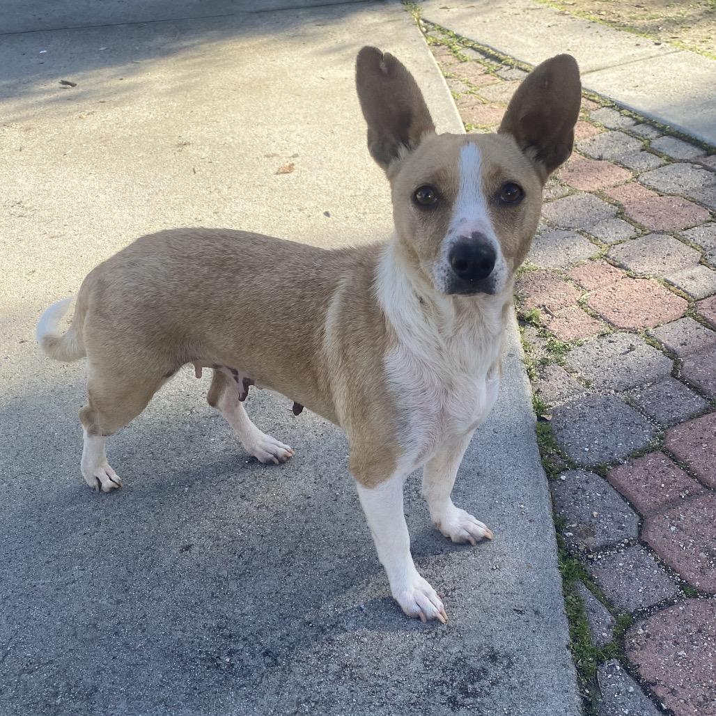 Enlarge Aria, a Adoptable mixed breed in Escondido, CA image 3/6