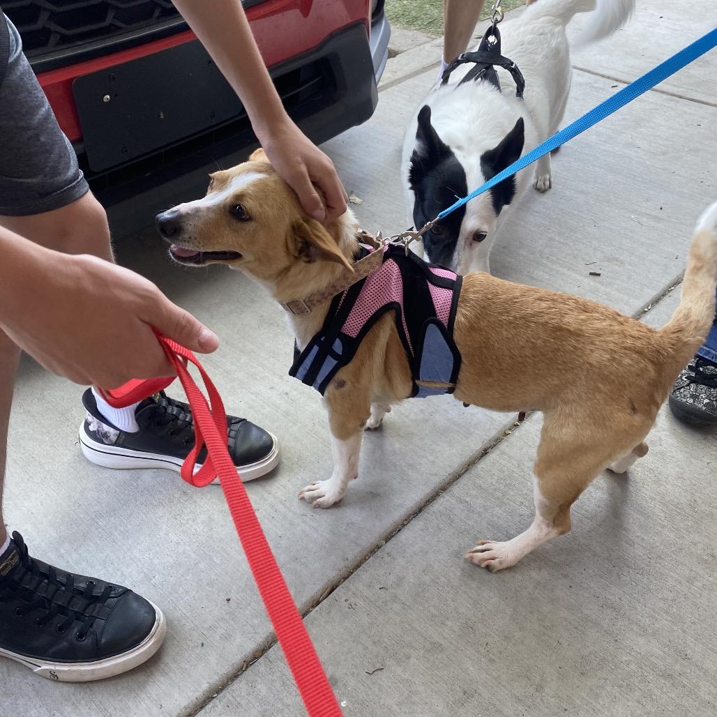 Enlarge Aria, a Adoptable mixed breed in Escondido, CA image 4/6