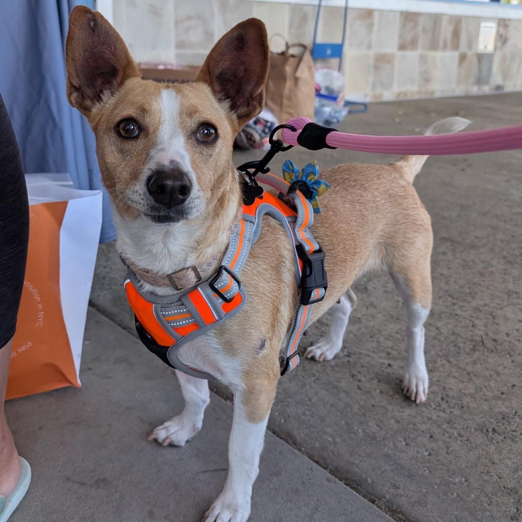 Enlarge Aria, a Adoptable mixed breed in Escondido, CA image 2/5